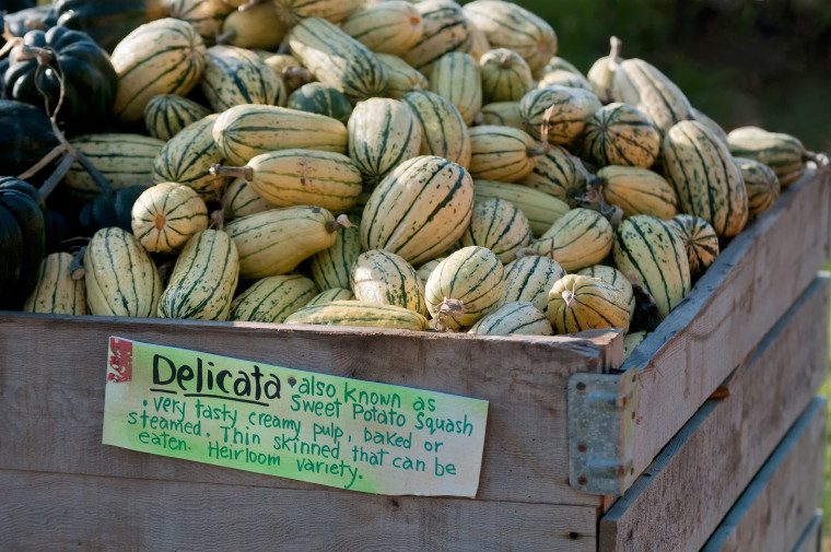 Winter/fall squash