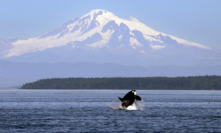 An orca breaches in view of Mount Baker, some 60 miles distant, in the Salish Sea in the San Juan Islands, Washington on July 31, 2015.