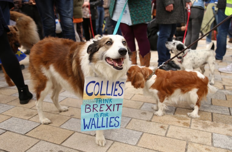 A collie at the Wooferendum in London