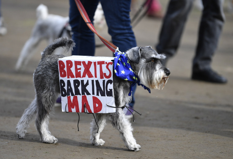 A dog walks with a placard as Anti-Brexit dog owners and their pets take part in a march