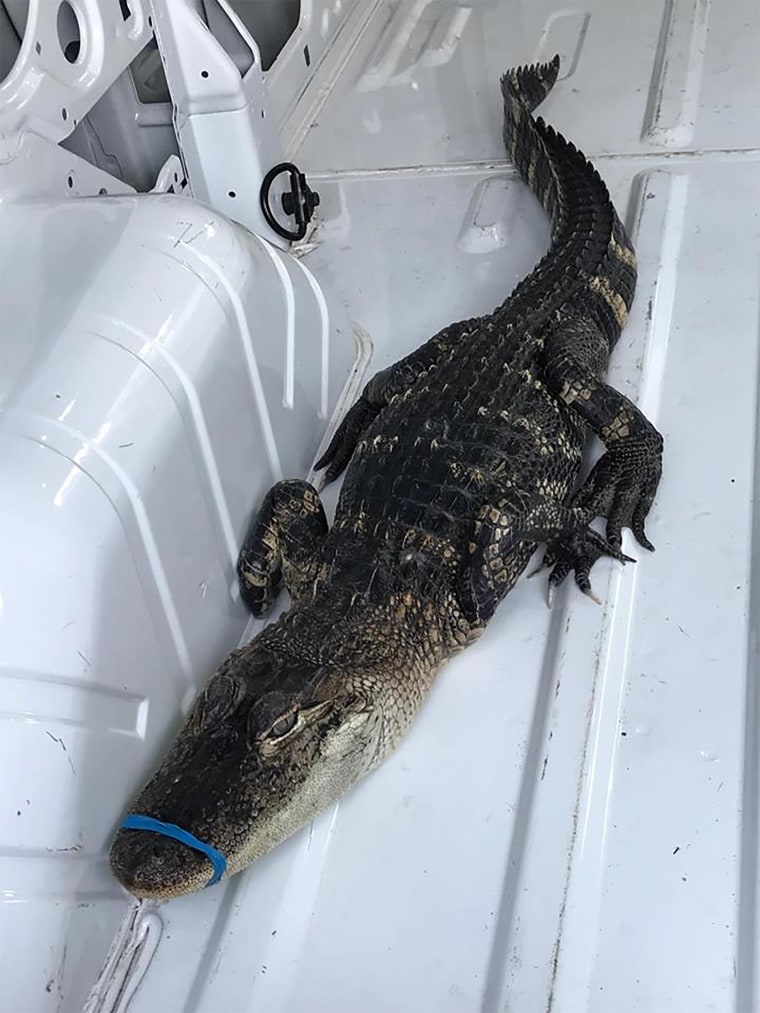 Image: Lake Michigan Alligator
