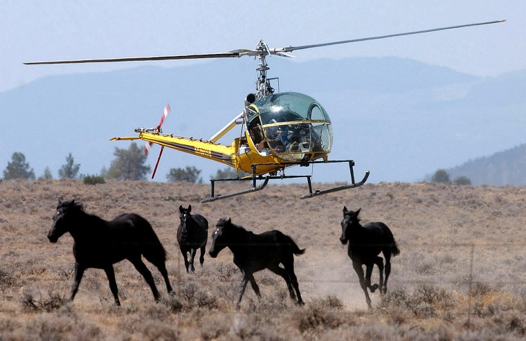 A helicopter herds a group of wild horses toward a large V-shaped trap at Devils Garden at the Modoc National Forest, California on Aug. 19, 2004.