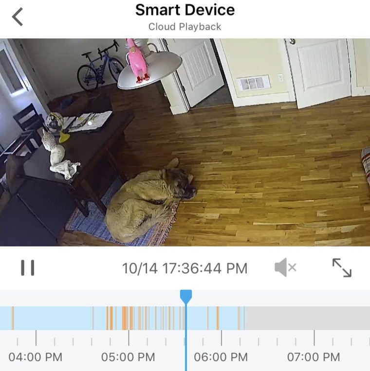 dog sleeping on rug triggers motion sensor