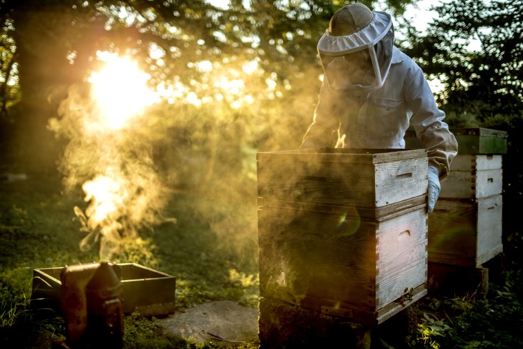 Beekeeper wearing a veil holding a beehive with a smoker for calming bees on the ground