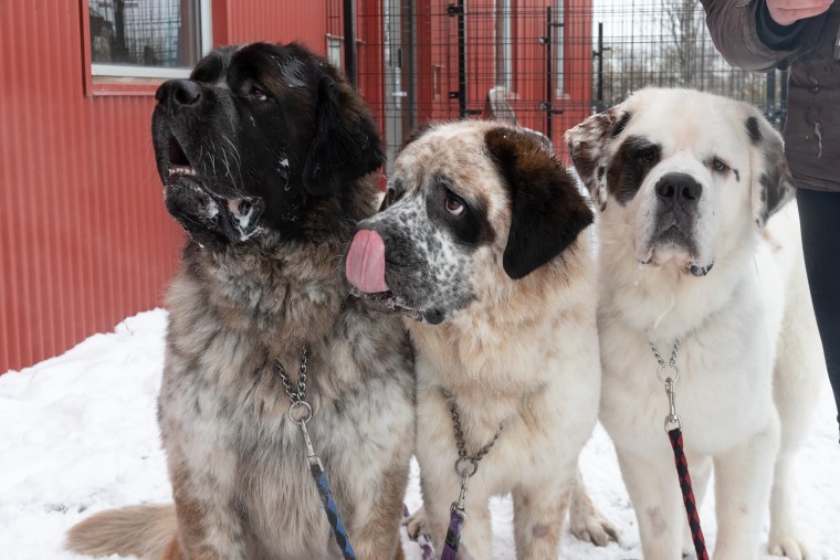 St. Bernards Goliath, Gunther and Gasket are inseparable!