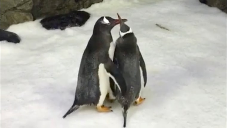Image: Penguins Sphen and Magic