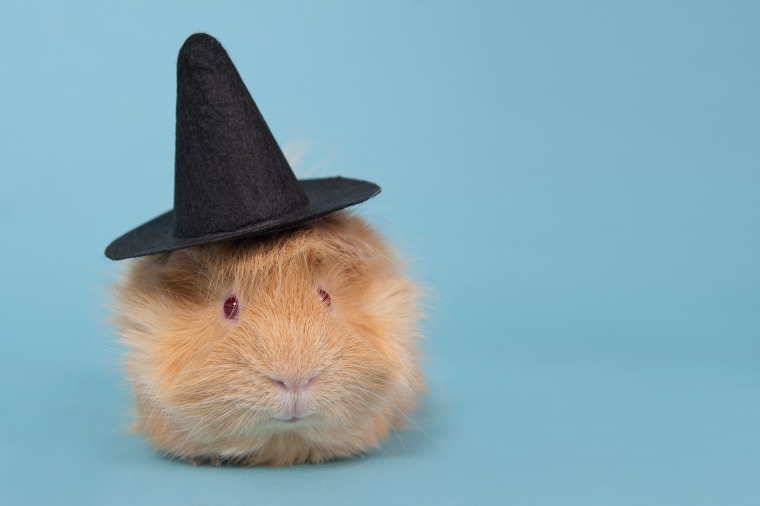 Image: Guinea pig with witch hat