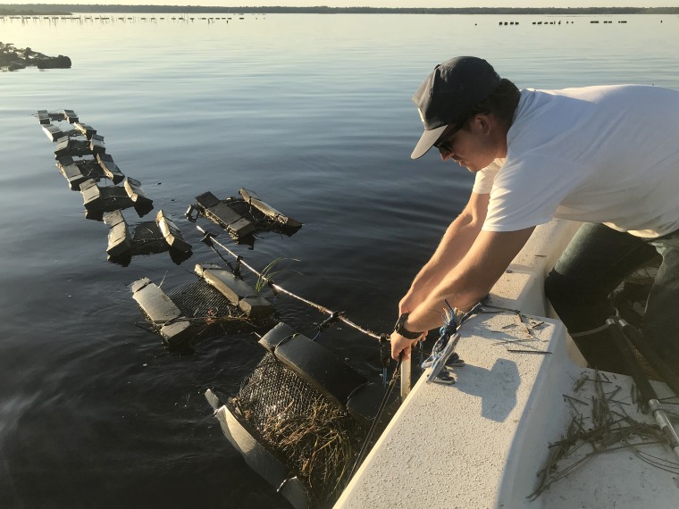 Cainnon Gregg, who operates Pelican Oyster Company, pulls a line holding his oyster bags