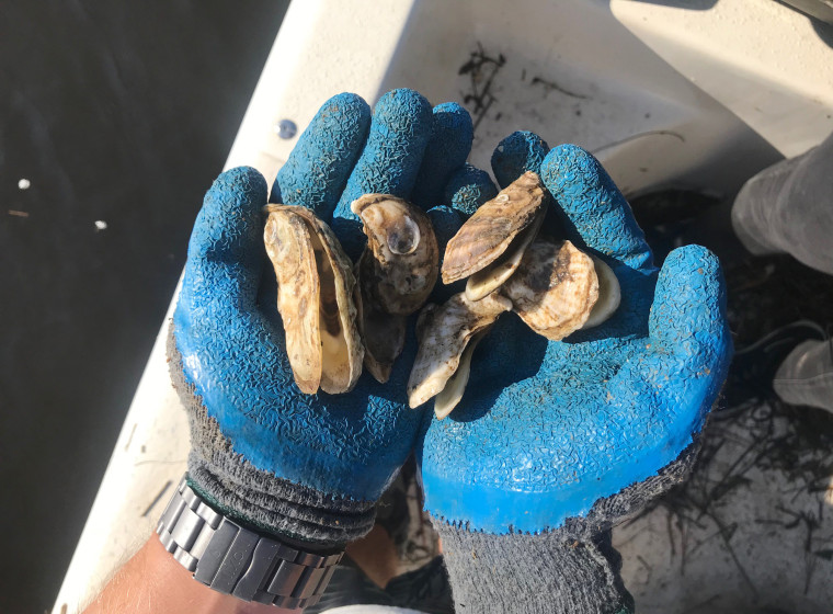 Cainnon Gregg holds dead oysters