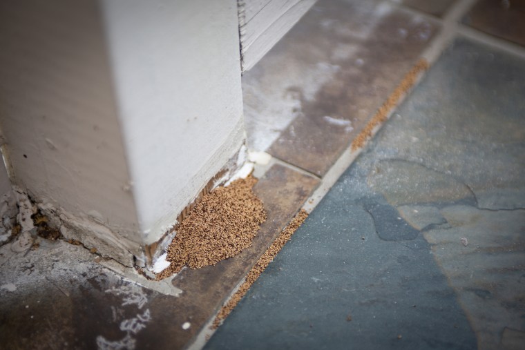 Soldier termites on wood structure