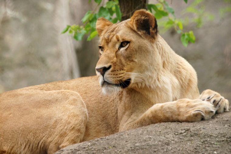 Image: Zuri, a lioness at the Indianapolis Zoo