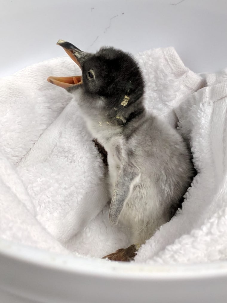 Image: A penguin chick, hatched from an egg fostered by Magic and Sphen, two male penguins who built a nest together, is pictured in Sydney's Sea Life Aquarium, Sydney
