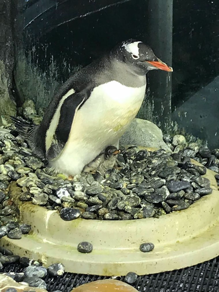 Image: AUSTRALIA-ANIMAL-PENGUIN