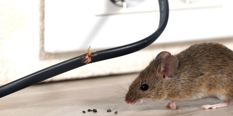 How to get rid of mice and rats