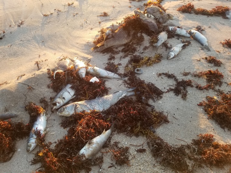 The red tide has washed up dead fish on the shore in Vero Beach, Florida, creating respiratory problems for humans.