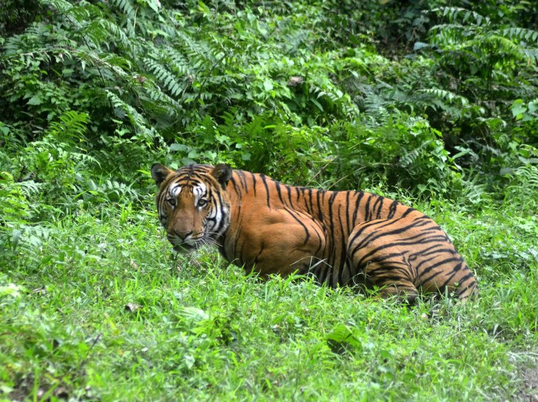 A Royal Bengal Tiger pauses as it walks through a jungle clearing in Kaziranga National Park