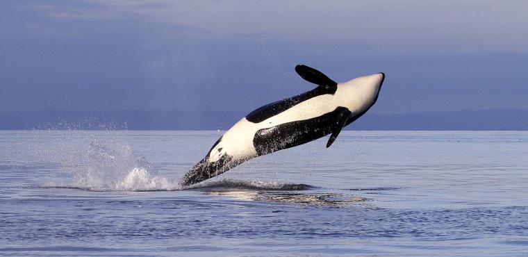 A female orca leaps from the water in Puget Sound west of Seattle in 2014.