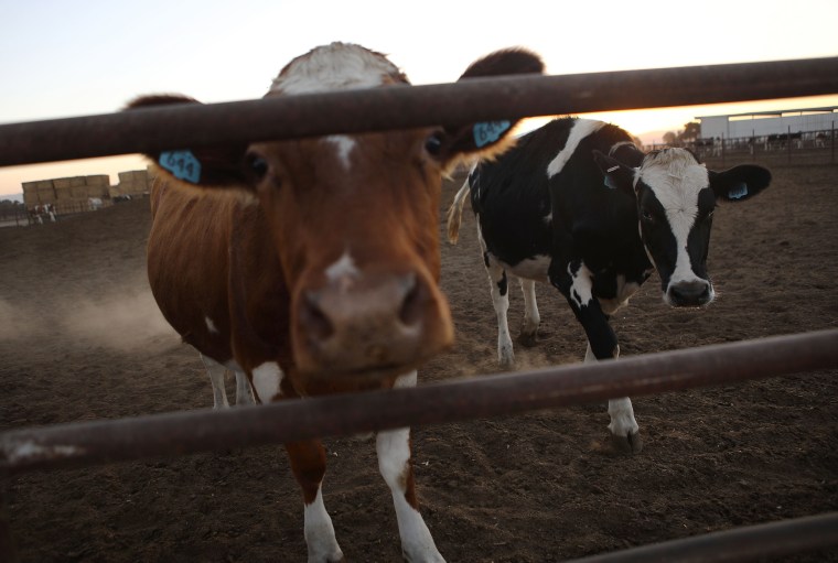 Cattle are enclosed on a farm in Modesto, California, on Oct. 24, 2018.