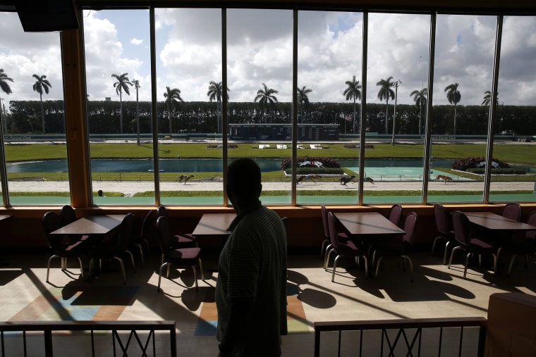 Image: A bettor watches a greyhound race at the Palm Beach Kennel Club in West Palm Beach