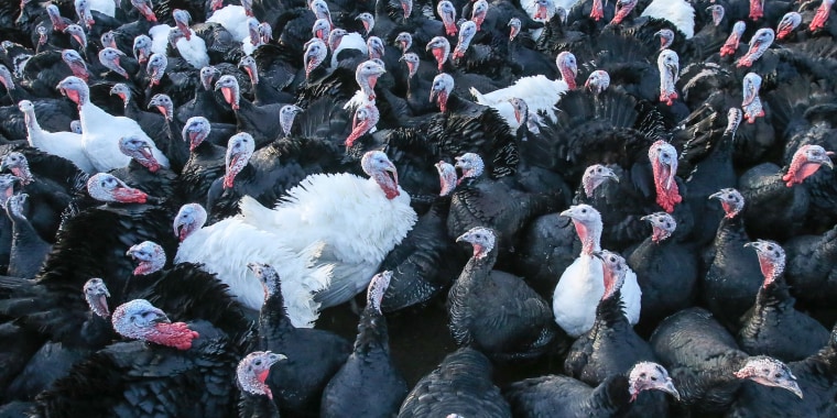 Ireland: free range turkeys are getting ready for Christmas tables