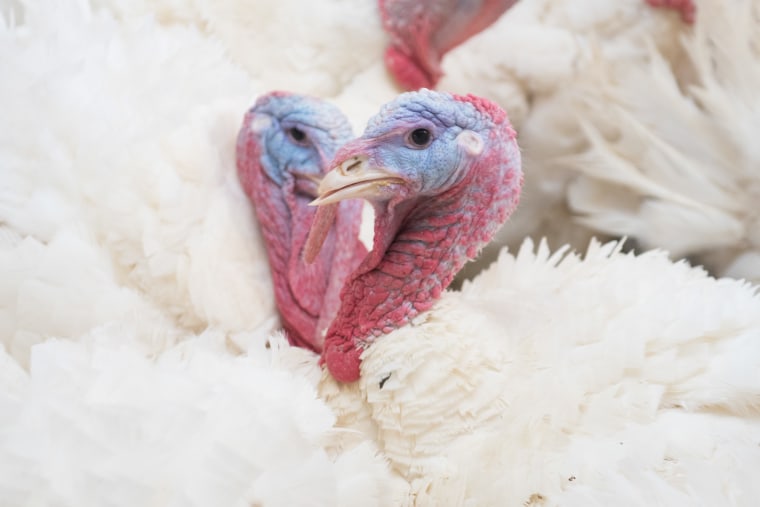Conventional turkeys were bred to be raised and sold for eating and contain more white meat.