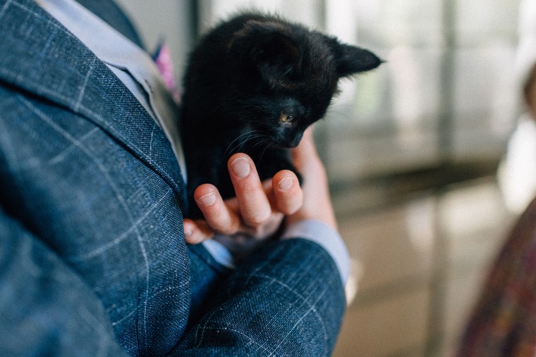 A couple who had kittens at their wedding