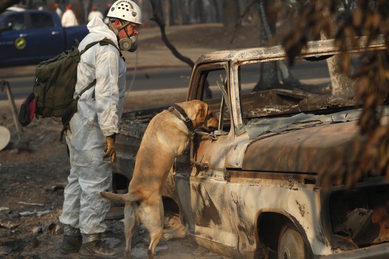 Image: Search Dog Camp Fire Aftermath