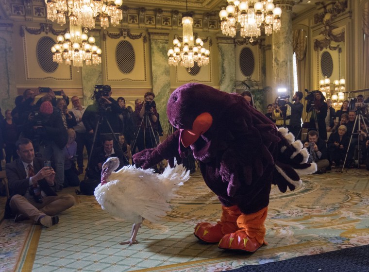 Image: Turkeys 'Peas' and 'Carrots' introduced ahead of the pardoning of the National Thanksgiving Turkey, in Washington, DC, USA