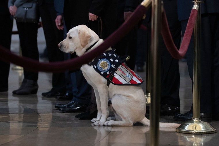 Sully the dog at U.S. Capitol to pay respects to late President George H.W. Bush