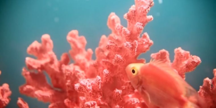 Living Coral