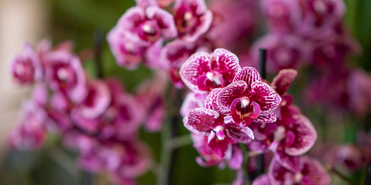 Purple deals orchid flower