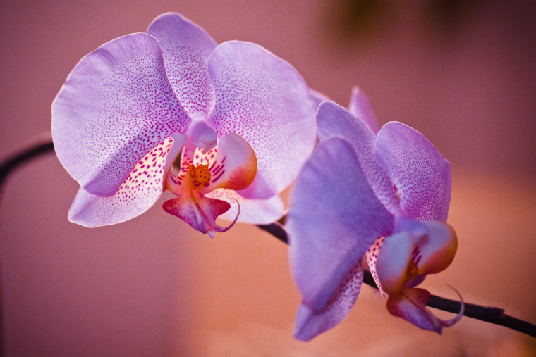 purple orchid, lavender orchid, orchid care