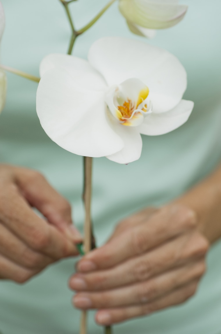 white orchid, orchid care, how to care for orchids