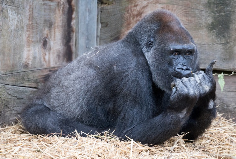 Rare Glimpse Of Bristol Zoo's Hand Reared Gorilla As She Reaches Her Six Month Milestone