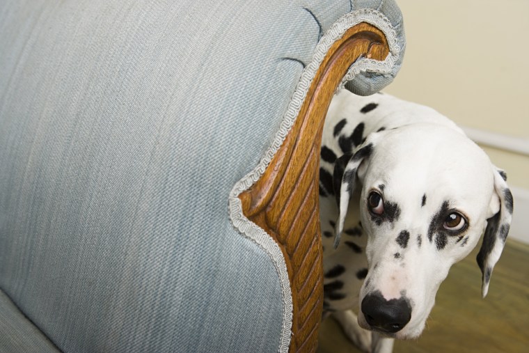 Image: Dalmation by a chair