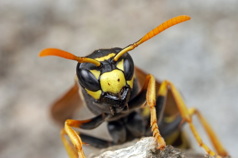Image: A European paper wasp in South Bristol, New York.