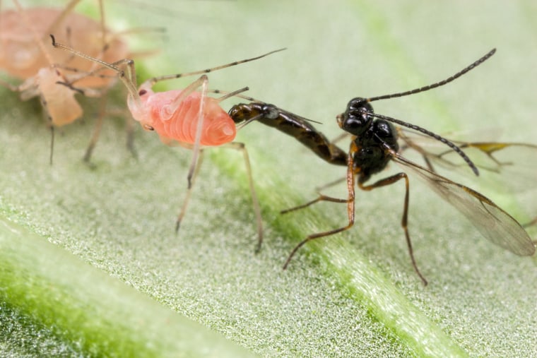 Image: An Aphidius ervi biocontrol wasp attacks an Acyrthosiphon pisum pea aphids in a laboratory colony at the University of Arizona.