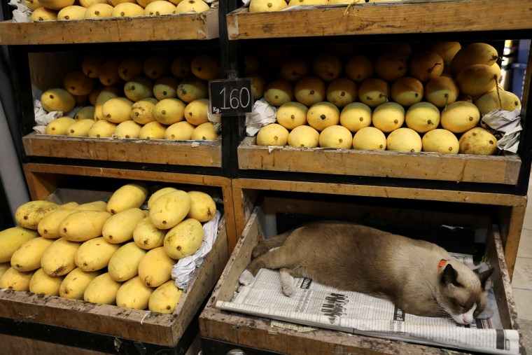 Image: Cat sleeps in a box in a mango shop in Bangkok