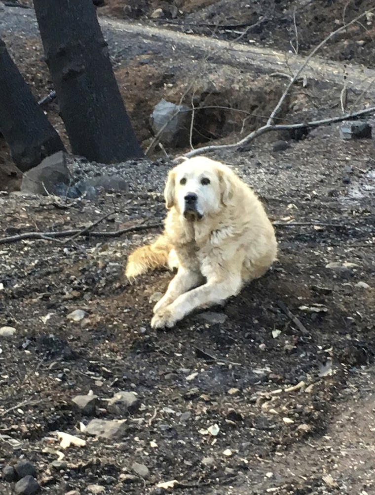 California wildfire dogs reunited with owner