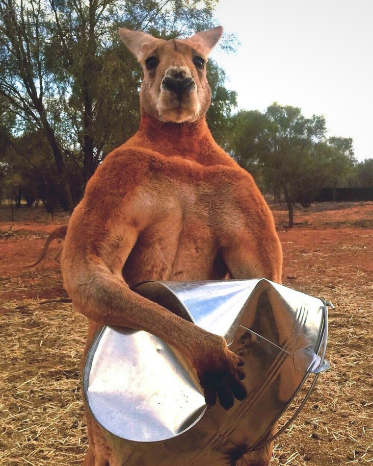 Image: Roger, the 'buff kangaroo' dies