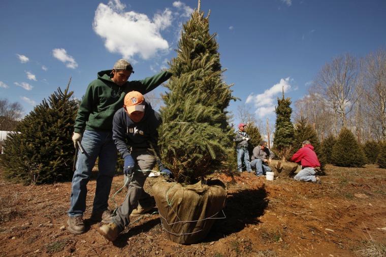 Jose Gill, 23, left, and Jorge Adrian, 27, second from left, work at the Barr Evergreens Christmas