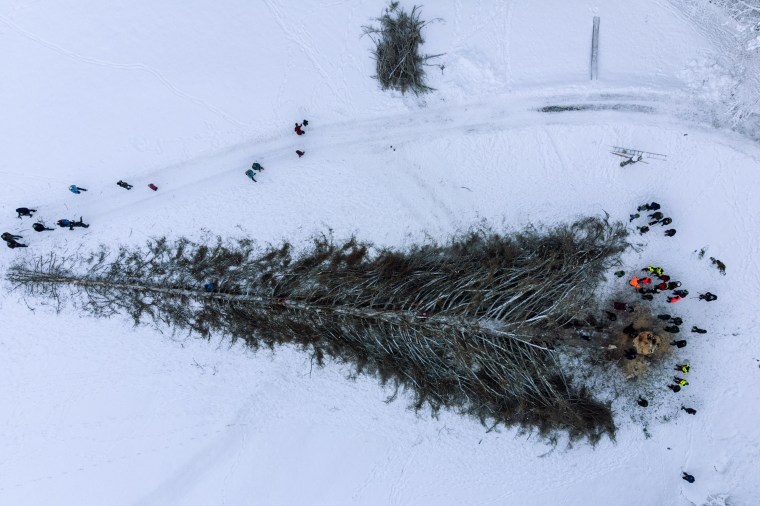 Image: 'La Panera', the tallest pine Switzerland, was felled