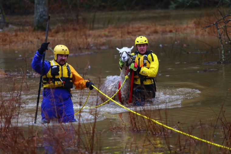 Howard County Fire and Rescue bring a llama to safety after his pasture was flooded overnight by the Patuxent River in Mink Hollow, Virginia,