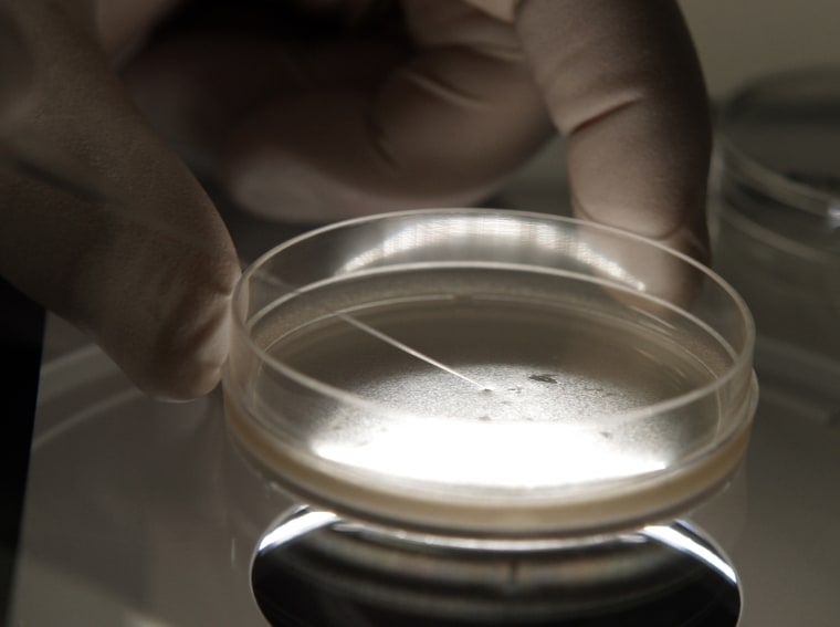 A researcher examines human embryonic stem cells with a microscope in Michigan.