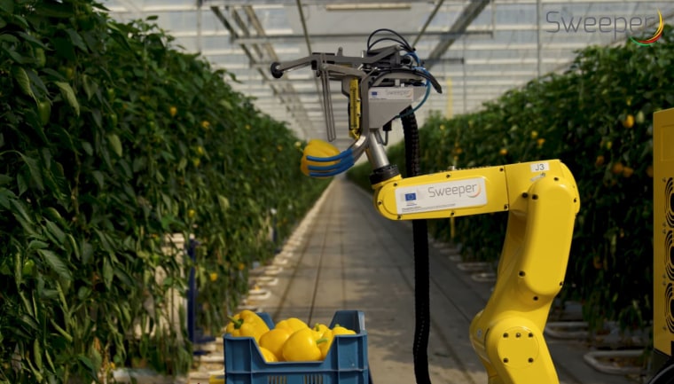 Image: The SWEEPER robot is the first sweet pepper harvesting robot in the world.