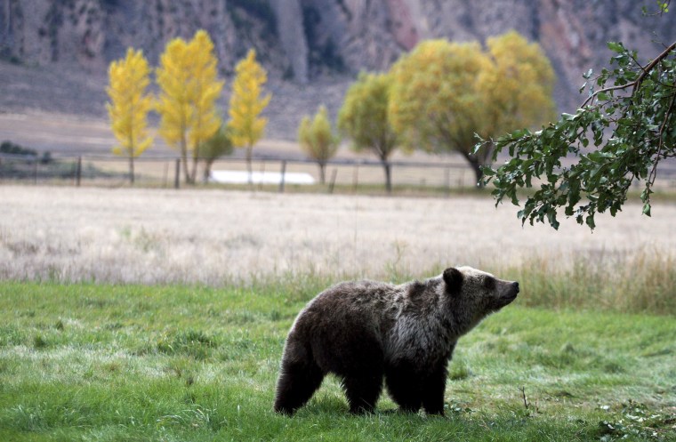Image: Grizzly bear