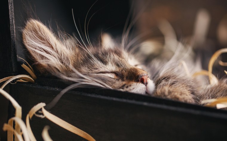 Striped cat in a wooden chest. Funny gray kitty