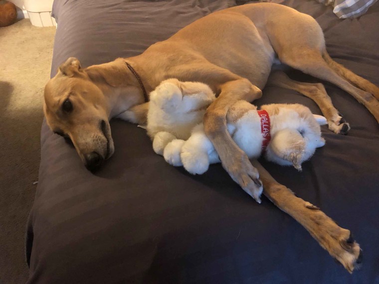 What Finn loves best about volunteering at Riley Children's Health is napping on the bed with kids while getting pets and treats.