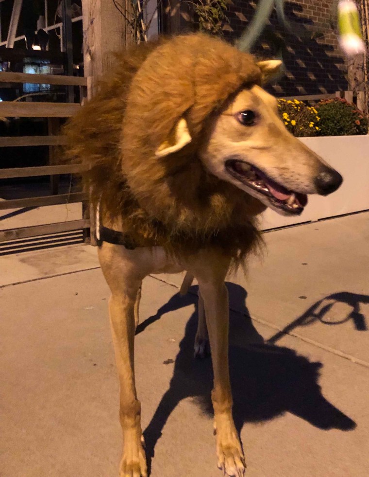 Now that Finn volunteers at a children's hospital, Kathi Moore dresses him up for holidays. This Halloween he was a lion. For Christmas he wore antlers to be a reindeer. 