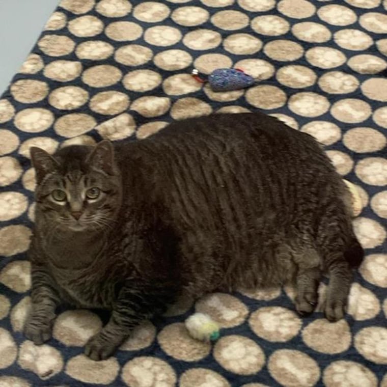 The giant cat is already on a prescription diet, but needs a family who can help him keep losing weight. 